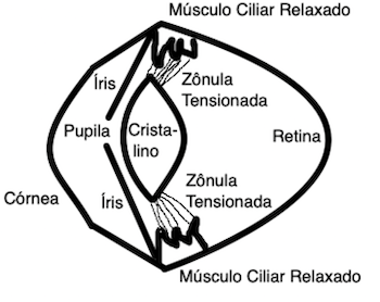 Músculo relaxado na fadiga ocular